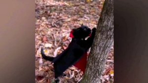 Подборка смешных животных 8 ? Приколы с котами и собаками ?