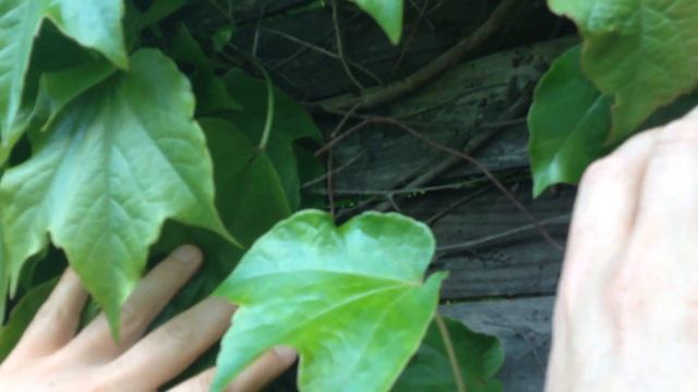 Tapadókorongos vadszőlő ültetése - Vadszőlő futtatása kerítésre - Parthenocissus tricuspidata смотреть онлайн