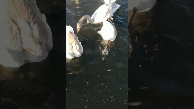 .SWAN. Лебединый заказник Алтайского края. смотреть онлайн