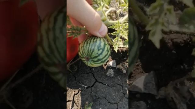 Самый маленький арбуз! Урожай 2020! смотреть онлайн