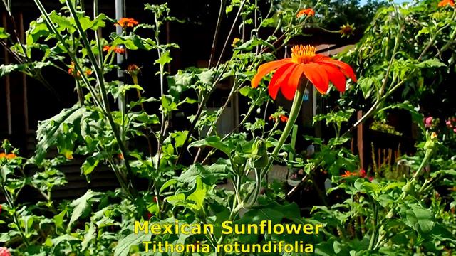 September Garden Tour part 1 - Wisconsin Garden Video Blog #1054 смотреть онлайн