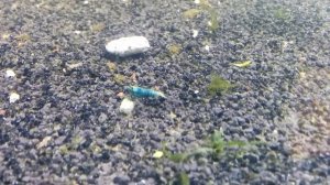 Креветка  Тайвань: Black and Blue King Kong Shrimp, Taiwan bee Blue Bolt (BB), Panda