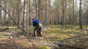 Как мужик валежник осенью собирал