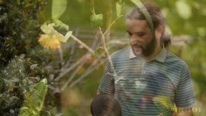 О прессованном Да Хун Пао