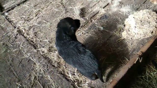 21 ДЕНЬ ЩЕНКАМ ЧТО ОНИ КУШАЮТ/ОБЯЗАТЕЛЬНО ГЛИСТОГОНИМ ЩЕНКОВ смотреть онлайн