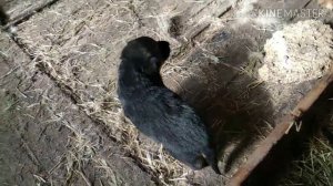 21 ДЕНЬ ЩЕНКАМ ЧТО ОНИ КУШАЮТ/ОБЯЗАТЕЛЬНО ГЛИСТОГОНИМ   ЩЕНКОВ