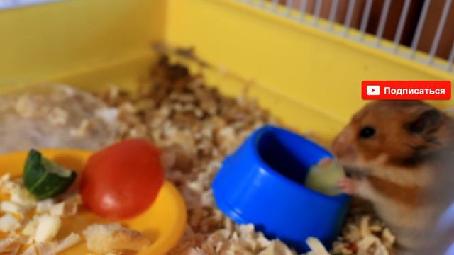 ХОМЯЧАТА | 9й день жизни хомячат | CHILD OF THE HAMSTER | bébé hamster