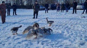 гусиные бои