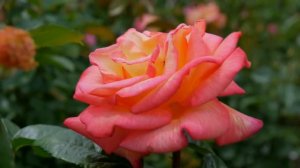 Kirmesmusikanten Accordion Mix 7