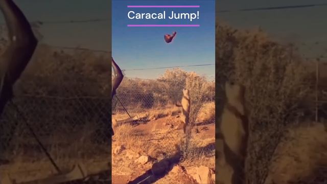 🤯 Caracal JUMP!