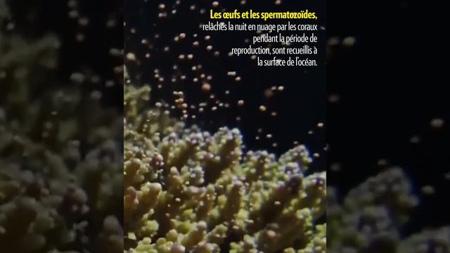 Cet Australien a inventé un robot pour sauver le corail