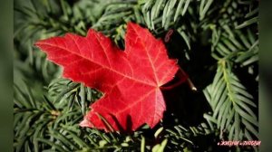 Ты хочешь знать как осень пережить. красивые стихи про осень