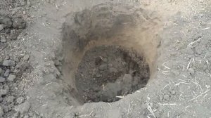 Осенняя посадка винограда. Виноградник 2017