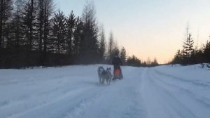 Спринт, нарта две собаки.