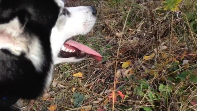 Хаски на прогулке) Маркус и Буся смотреть онлайн