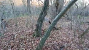 лесной лагерь. ловля фазана ловушкой