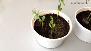 Growing Neem Tree from Seeds (Complete Process)