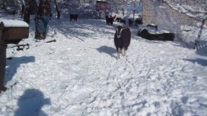 Дневная прогулка у коз и  ужин.