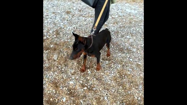 Будва.Старый город. Розовый Закат. Четвертый день в Черногории. Дикий пляж. смотреть онлайн