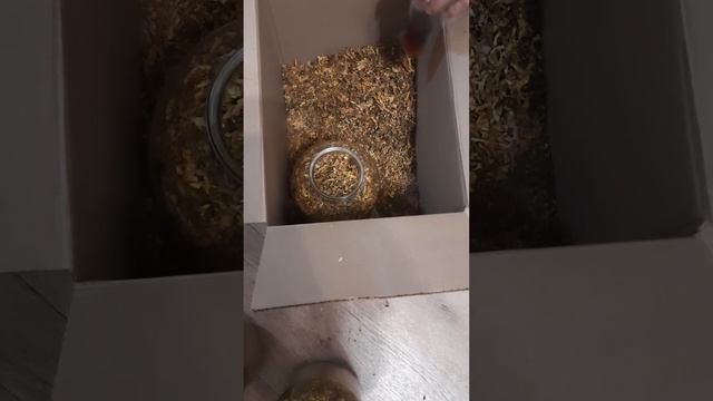 Как подобрать влажность для ферментации табака. смотреть онлайн