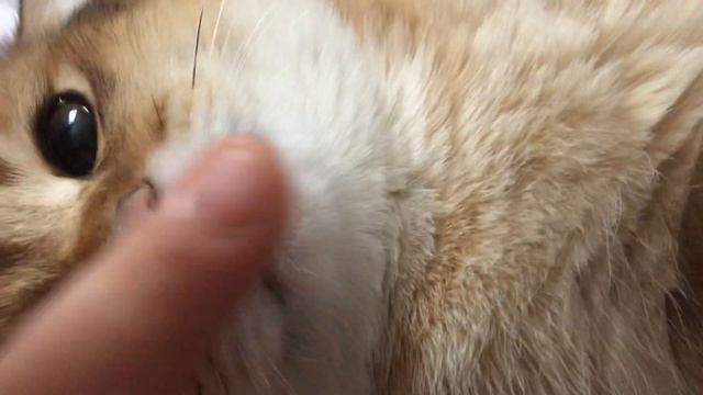 Все говорят то что маленькие котики. Милые посмотрим сколько лайков ? Такой милоте 😘