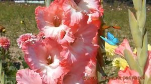 Гладиолус крупноцветковый Хеопс (gladiolus) ? Хеопс обзор: как сажать, рассада гладиолуса Хеопс