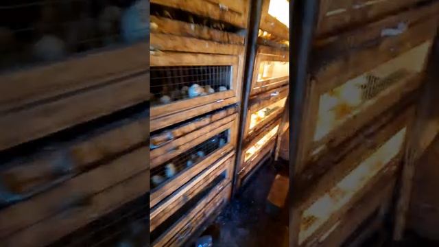 Суточная и разнообразная птичка в нашем хозяйстве смотреть онлайн