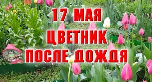 17 мая. Цветник после дождя.mp4