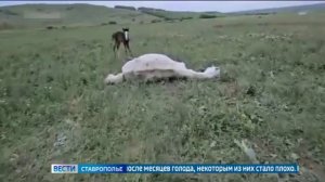 Ветеринары спасли лошадь скандального конезавода на Ставрополье