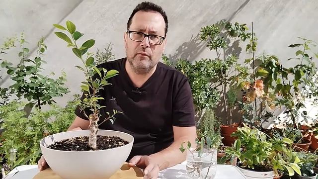 ACTUALIZACIÓN FICUS RETUSA смотреть онлайн