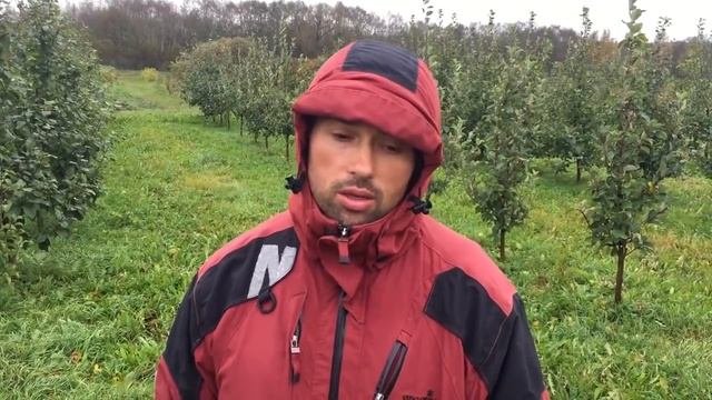 Сорта груш Pear