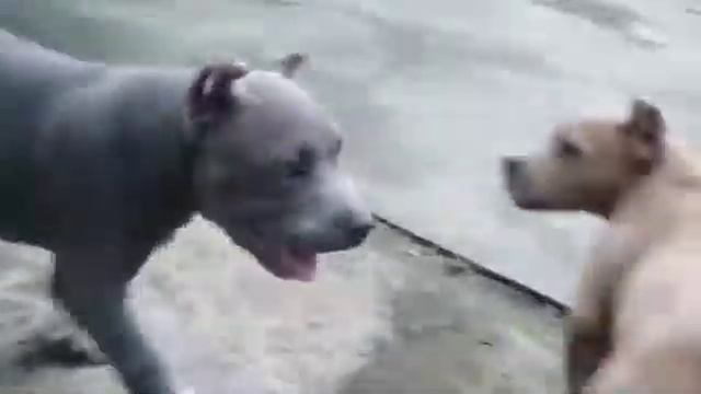 Cardo stella смотреть онлайн