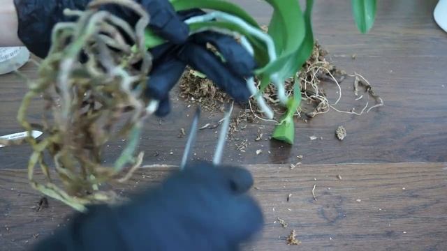 Пересадка ОРХИДЕИ,о которой МЕЧТАЛА+РЕЗУЛЬТАТ!Ren.Kalsom x phal.(Taisuco Desirious x Taivan Diamond смотреть онлайн