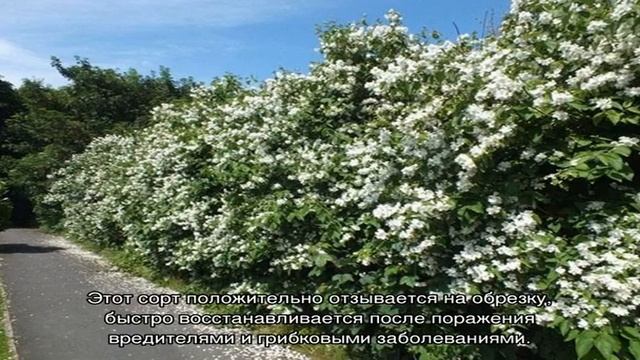 Виды растений для живой изгороди