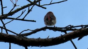 Певчие птицы   Чечевица поет, Common Rosefinch