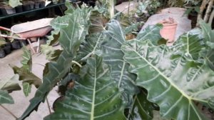 ALOCASIA SARIAN IS THE BEST