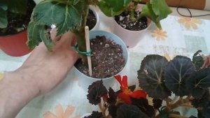 КОМНАТНЫЕ РАСТЕНИЯ. БЕГОНИИ КЛУБНЕВЫЕ, ЭЛАТИОРЫ.