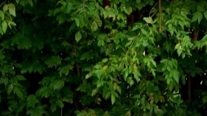 Вредный американский клён