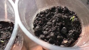 Всходы рассады перцев, подвожу итоги.