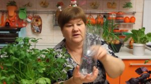 Выращивание зелени зимой в квартире.