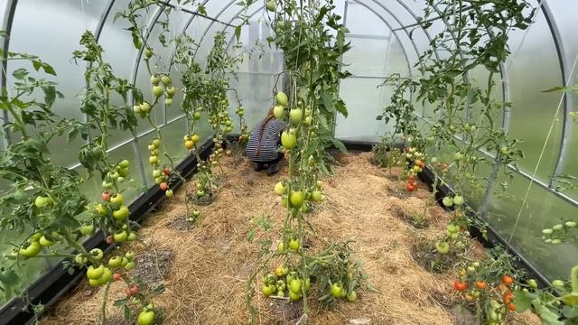 МЫ КУПИЛИ НОВУЮ КОРОВУ! ПОПОЛНЕНИЕ В ХОЗЯЙСТВЕ! НАША ФЕРМА! ЖИЗНЬ ПРОСТЫХ ЛЮДЕЙ В ДЕРЕВНЕ! смотреть онлайн