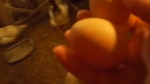 Клетки для мини мясных кур\Яйца моих курочек\Сельский дворик