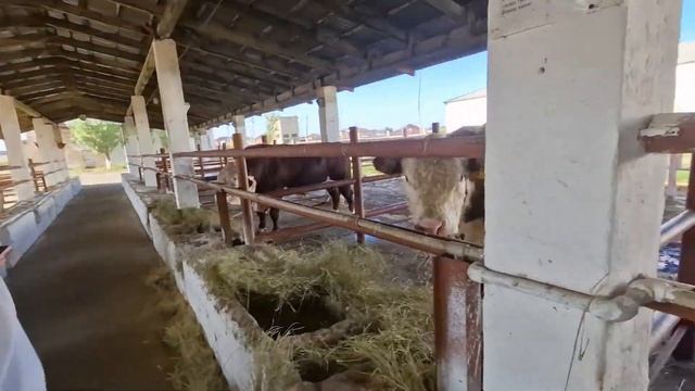 САМЫЕ ЛУЧШИЕ БЫКИ КАЗАХСТАНА, Быки осеменители, крс мясной породы, сементал, акбас, мясные быки