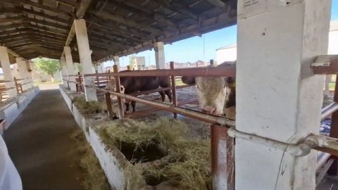 САМЫЕ ЛУЧШИЕ БЫКИ КАЗАХСТАНА, Быки осеменители, крс мясной породы, сементал, акбас, мясные быки