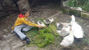 Что едят гуси ?) Что где и как