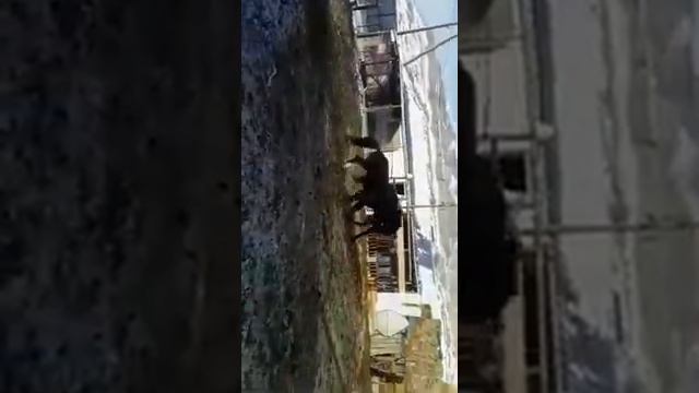 байтал талаш