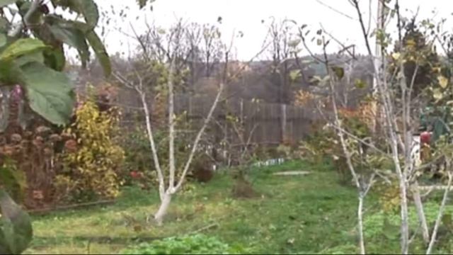 Как правильно укрыть молодые саженцы яблони на зиму смотреть онлайн