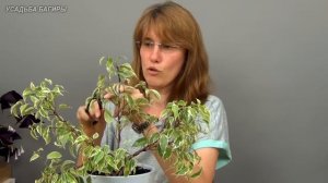 Многоствольный фикус Бенджамина (ч.2).