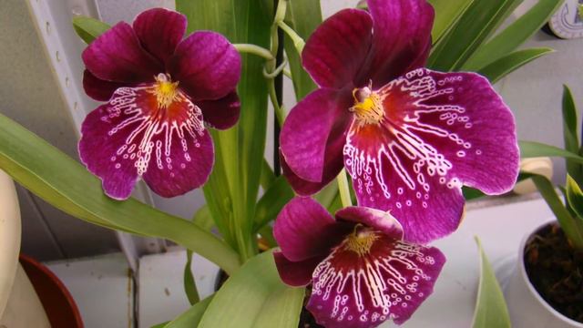 ОРХИДЕЯ  МИЛЬТОНИЯ   /   ORHIDEA  MILTONIA