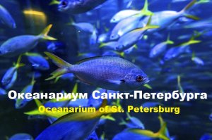 Океанариум Санкт-Петербурга Oceanarium of St. Petersburg